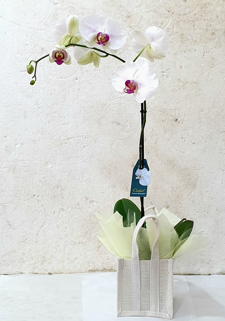 Large White Phalaenopsis orchid plant