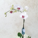 Large White Phalaenopsis orchid plant