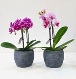 Phalaenopsis Orchid in a ceramic pot