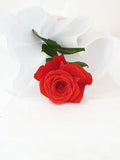 Single Red Rose
