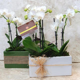 Phalaenopsis Orchid Plants with Ceramic Base