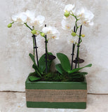 Phalaenopsis orchid in a green ceramic base