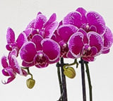 Phalaenopsis Orchid in a ceramic pot