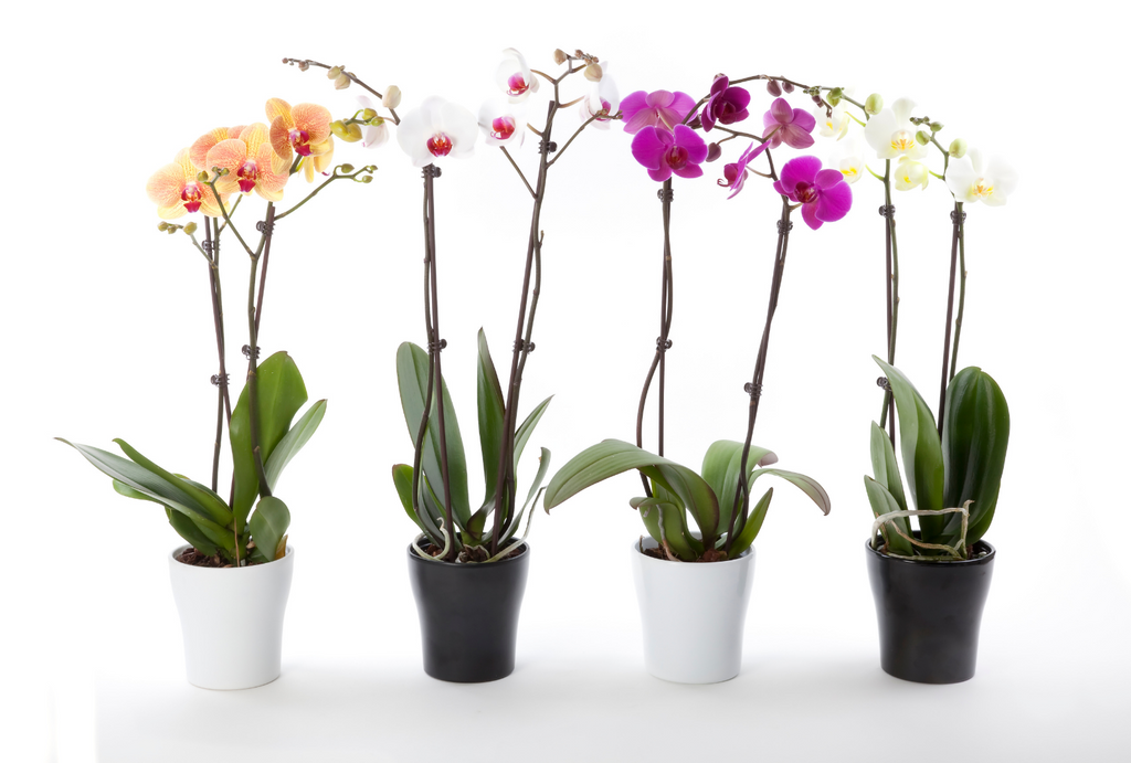 How to care for a phalaenopsis orchid