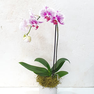Large Variegated Phalaenopsis Orchid
