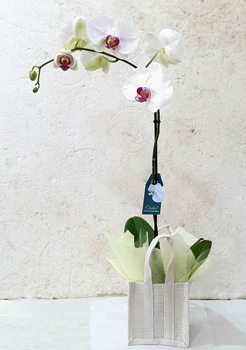 Large White Phalaenopsis orchid plant