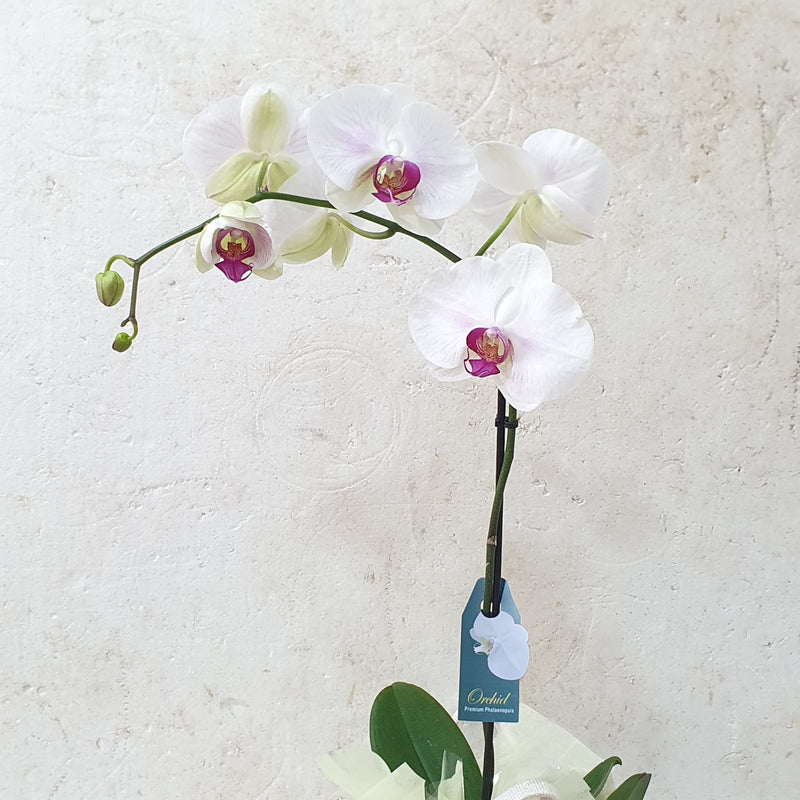 Large White Phalaenopsis orchid plant
