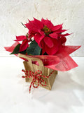 Poinsettia Plant