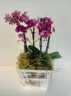 Potted Orchids