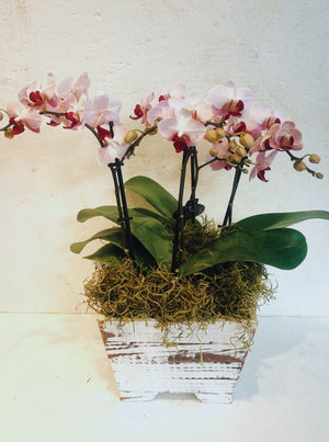 Potted Orchids