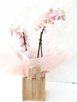 Mini Double Stemmed Phalaenopsis Orchid