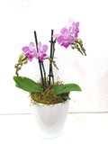 Double Stemmed Mini Phalaenopsis Orchid