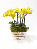 Potted Orchids