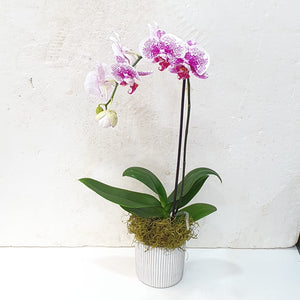 Large Variegated Phalaenopsis Orchid