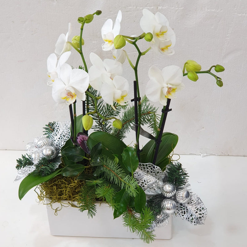 Christmas Phalaenopsis Orchid