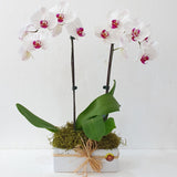 Phalaenopsis Orchid - full size