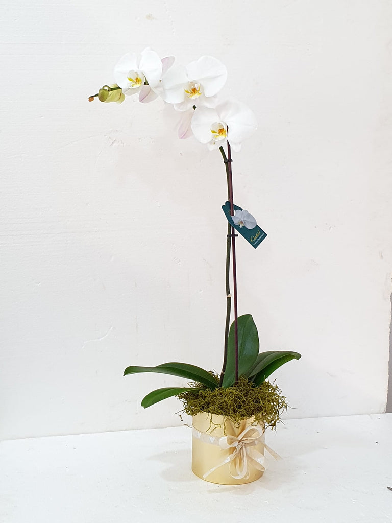 Large Single Stem Orchid in Gold Tin Pot