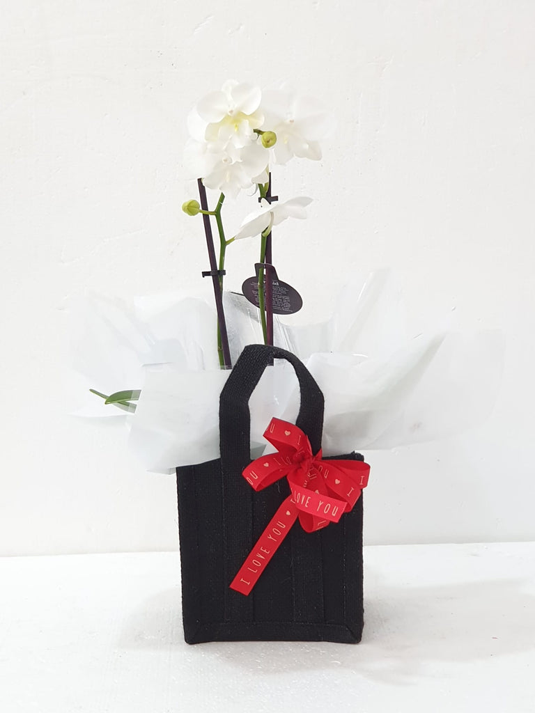 Double Stem  Mini Orchid  plant in black hessian bag