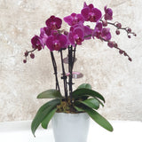 double-planted mini phalaenopsis plant in a ceramic base plants for sale Sydney