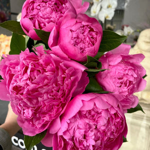 Peonies