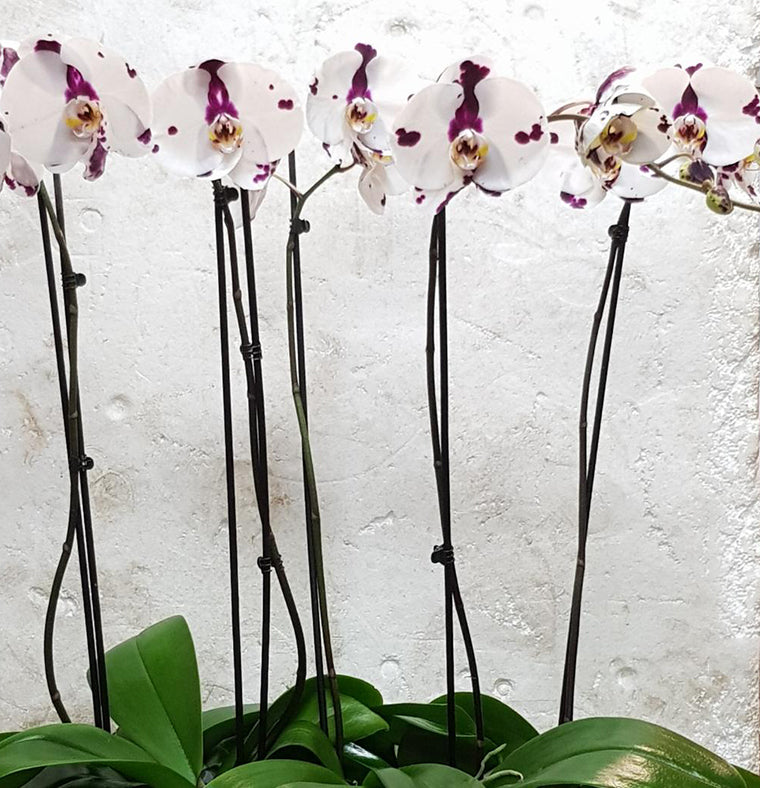 Potted Phalenopsis Plants