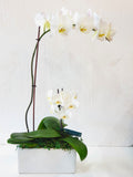 Double Stemmed Mini & Large Phalaenopsis Orchid