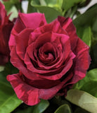 Special Edition - 10 Stems two toned roses