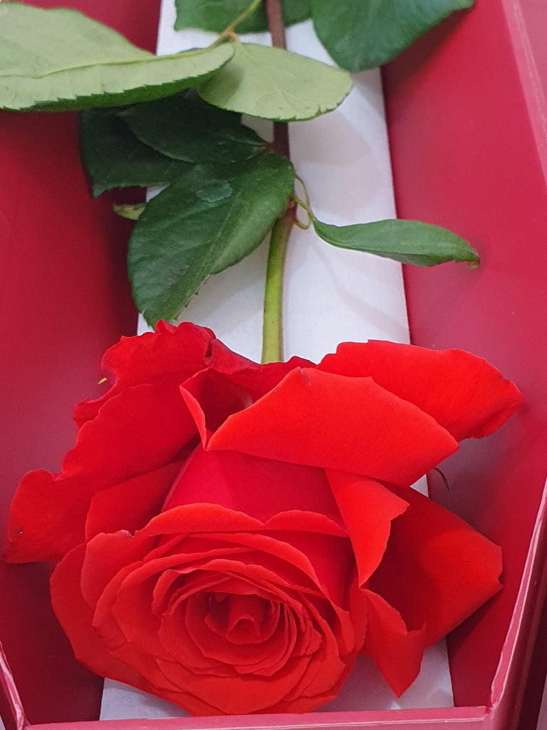Boxed Single Red Rose