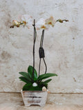 Large Phalaenopsis Orchid