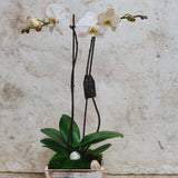 Large Phalaenopsis Orchid