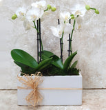 Moth orchid in a white ceramic base