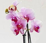 Phalaenopsis Orchid in a ceramic pot